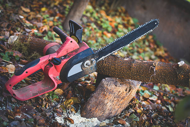 How Our Tree Care Process Works  in  Burgettstown, PA
